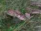 Cserepes gereben (Sarcodon imbricatus), Erdély, Hargita megye